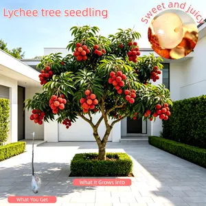 Lychee Tree Starter Plant, Strong Roots with Protective Wrap, Drought-Tolerant, Potted or In-Ground, Easy for Beginners, Home & Orchard Growing Non-GMO Fruit outdoorfun