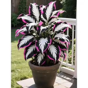 800pcs Premium Hosta Seeds – Reliable Shade-Loving Plants with Oversized Broad Leaves, Non-GMO, Beginner-Friendly, Perfect for Landscaping Borders, Pathways, and Outdoor Decorative Gardens