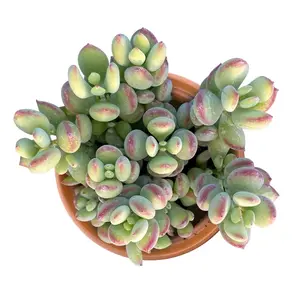 4’Cotyledon white bedroom Sculpture