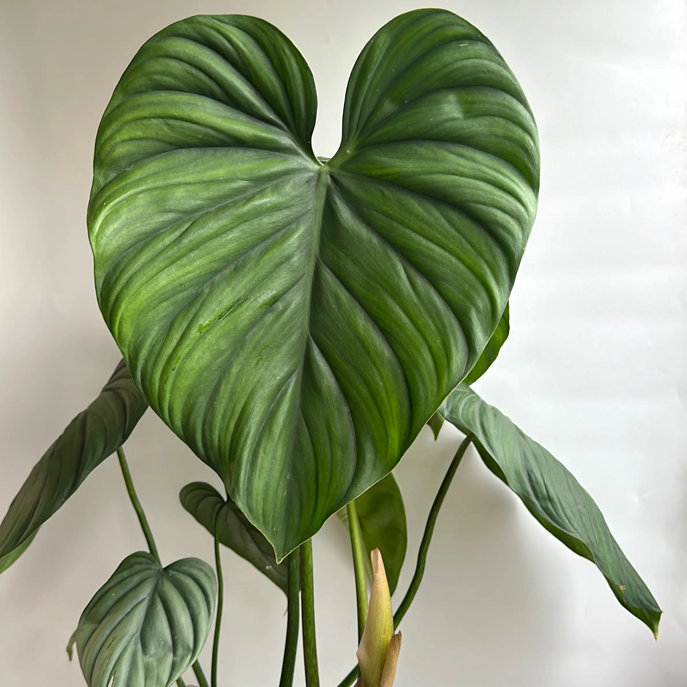 Philodendron SP Colombia 6" Large Growers Choice Decorative Plant for Home Decor
