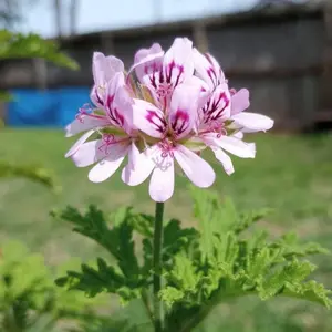 Citronella Plant Seeds - 600+ pcs seeds for Mosquitoes and Pests Repellent