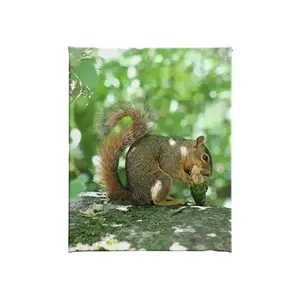 Tamiasciurus hudsonicus (American Red Squirrel), Print