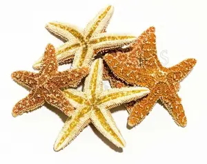 Sugar StarFish Sea Shell Wedding Real Craft 2" - 3" (5 pcs) #JC-56