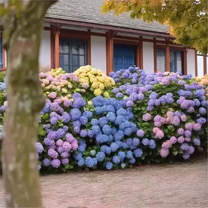 100 pcs Hydrangea Seeds – Lush Blooming Perennials for Effortless Garden Beauty