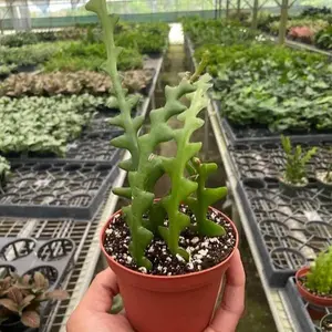 Epiphyllum ‘Ric Rac’ Cactus - Indoor Live Plant, Rare Zig Zag Zip Cactus, Fishbone Design, Perfect for Hanging Baskets, Medium, Trailing Fronds, Beginner Friendly, Bright Light