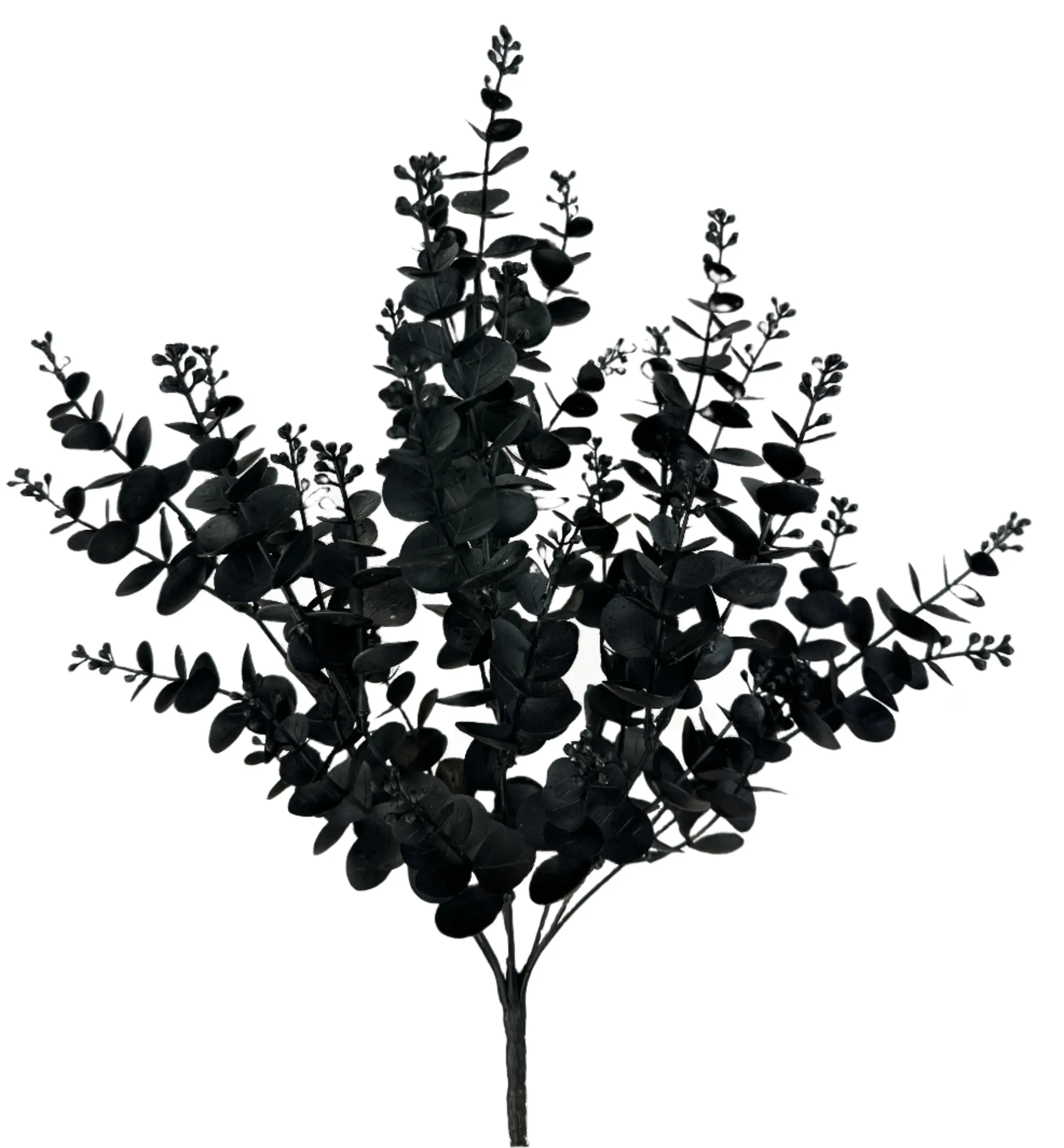 Black Eucalyptus Bush