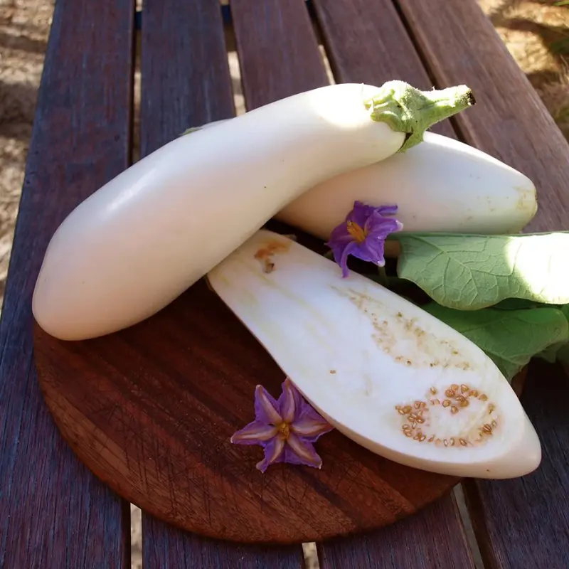 Casper Eggplant Treated Seeds (Solanum melongena) – A unique, creamy white eggplant with a delicate, non-bitter flavor.