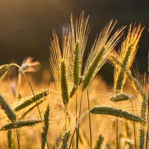 Wheat Seeds - Organic, Heirloom, Open Pollinated, Non GMO - Grow Indoors, Outdoors, In Pots, Grow Beds, Soil, Hydroponics & Aquaponics - 25 seeds