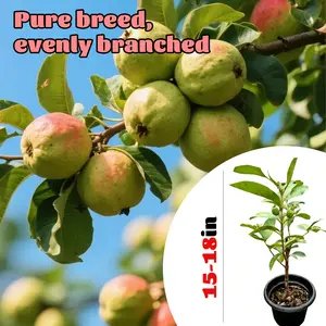 Guava Tree Plant – Fast Growing Tropical Fruit Tree for Backyard