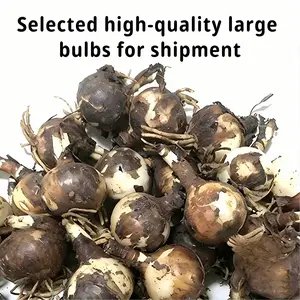 (Lycoris radiata) Low-Care Lycoris Radiata Hurricane Lily Bulbs Drought Resistant Hardy Perennial For Yard Mass Planting