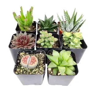 Indoor Succulent Pack