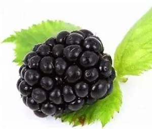 SWEET ARK PONCA THORNLESS BLACKBERRY | PONCA BLACKBERRY