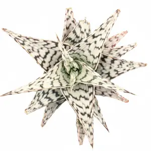 Aloe Blizzard