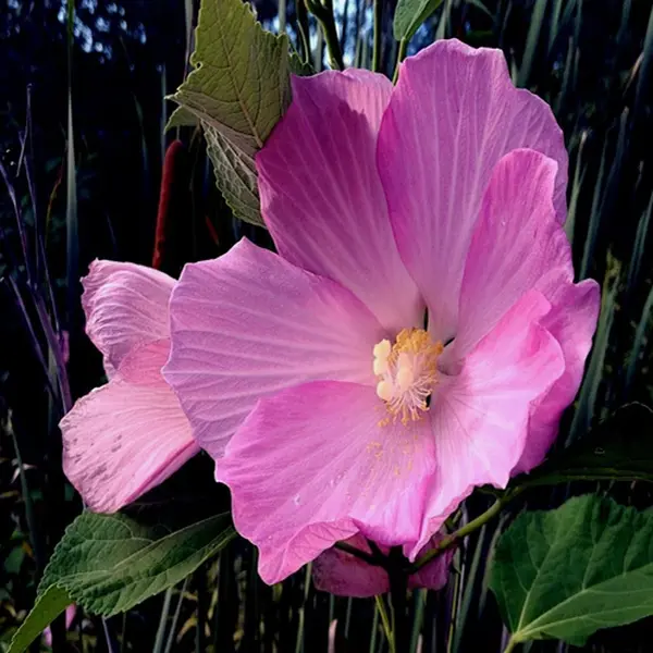1000 Giant Hibiscus Seeds – Hardy Perennial Flowering Shrub, Ideal for Garden Planting, Grows 1 to 2 Feet Tall
