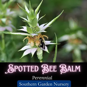 Spotted Bee Balm Seeds, Heirloom Monarda punctata, Native Wildflower, Bee & Butterfly Garden Flower