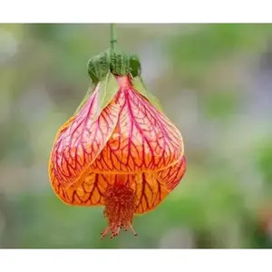 Abutilon Plants - Chinese  Lantern