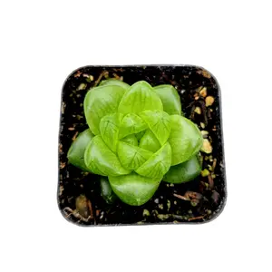 Haworthia cymbiformis var. obtusa