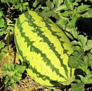 TomorrowSeeds - Jubilee Watermelon Seeds -  Green Striped Pink Red Watermelons Giant Sweet Crimson Melon Fruit Seed Fresh 2024 Season