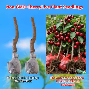 Start Your Own Cherry Orchard at Home – Sweet Cherry Tree Seedlings Perfect for Beginners, Home Gardeners, and Small Spaces