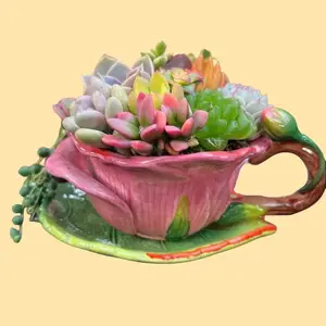 Flower Succulent Teacup Arrangement Porcelain Saucer