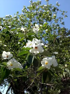 LIVE PLANT 2-3ft  Cordia Boissieri- White  Geiger Tree - Texas Wild Olive - Anacahuita