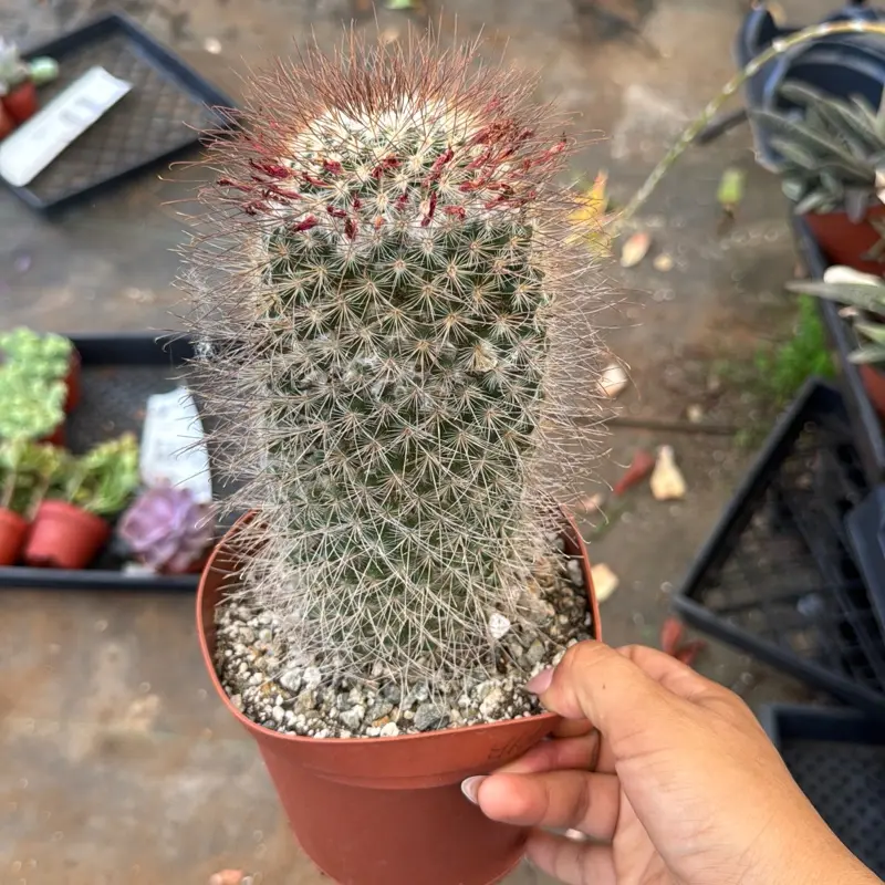 6 inch Mammillaria Cactus Plant