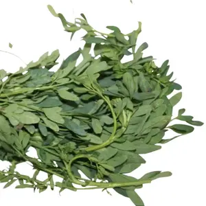 Original Botanica Fresh Ruda Plant Protection Love Money Drawing Fresh Plants The Rue (Ruda) plant is widely held to be a magical herb.