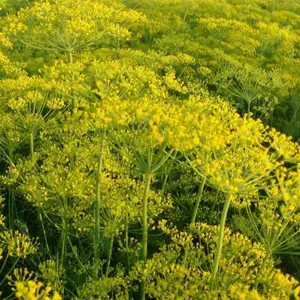 Long Island Mammoth Dill (Anethum graveolens 'Long Island Mammoth') Organic Seeds – Tall Vigorous Plants, Ideal for Pickling and Seed Production