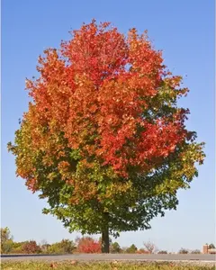 TriStar Plants - October Glory Maple Tree - 1-2 Feet Tall - Quart Pot - Fall Color - Fast Growing Trees - Shade Tree - No Ship To AK, HI & P.R.