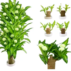 Brazilian Lucky Wood Plant,Fortune Brazil Wood Potted Plant,Mini Brazil Decoration, Mini Brazil Woods indoor/Outdoor forDesk Decoration Home Office Decoration