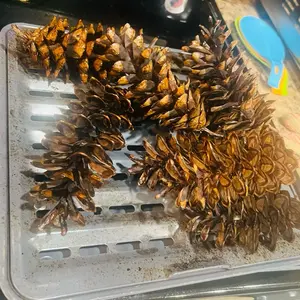 Pine Cones Natural Decorative Elements for Home and Garden Decorations