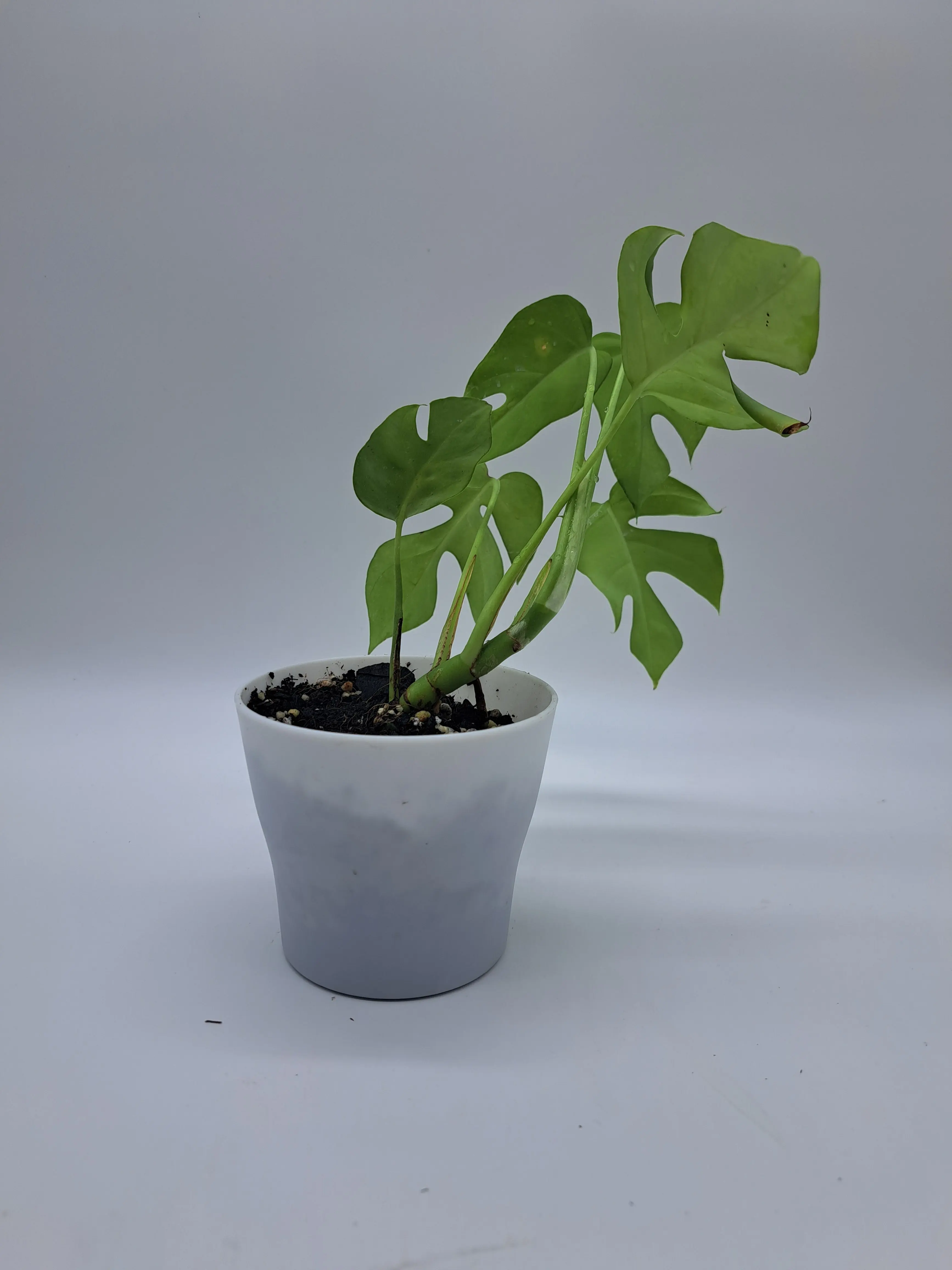 Mini Monstera