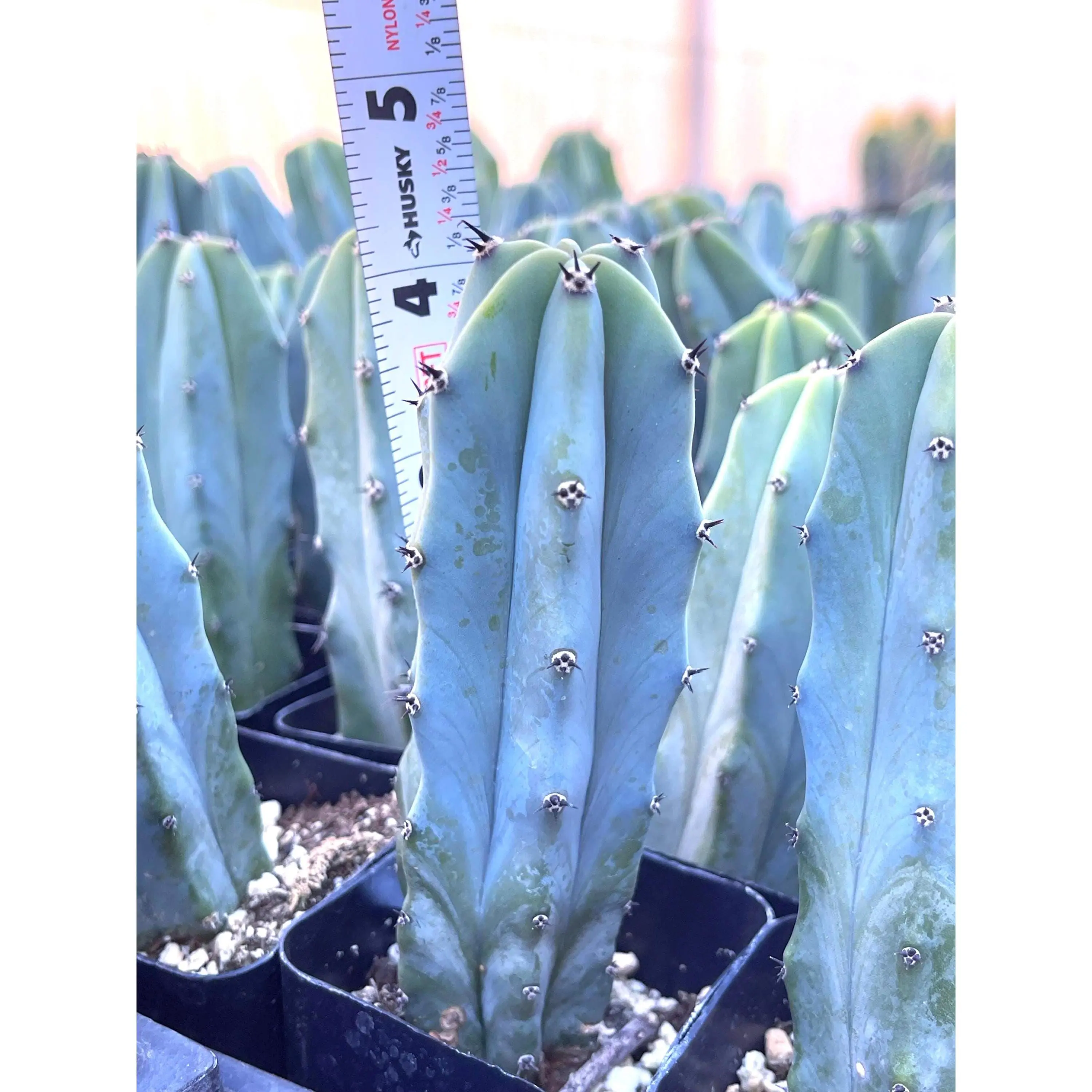 Myrtle Blue Cactus | Blue Candle | Live Cactus