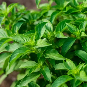 Lemon Basil (Ocimum basilicum 'Lemon') Organic Seeds – Bright Citrus Flavor, Aromatic Herb for Teas, Seafood, and Summer Dishes
