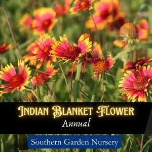 Indian Blanket Flower Seed Pack, Native Wildflower for Your Pollinator-Friendly Garden, Reseeding Heirloom Variety, Heat Tolerant, Low Maintenance, Perfect for Lazy Gardening