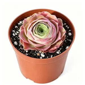 Mountain Rose Succulent - Aeonium dodrantale, Bare Root Live Plant, Indoor/Garden Use, Seasonal Decorative Live Plants