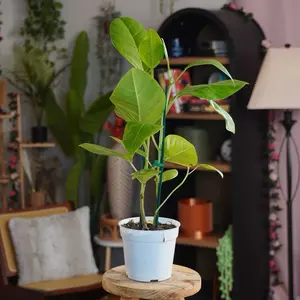 Ficus “Yellow Gem” - 4” Pot