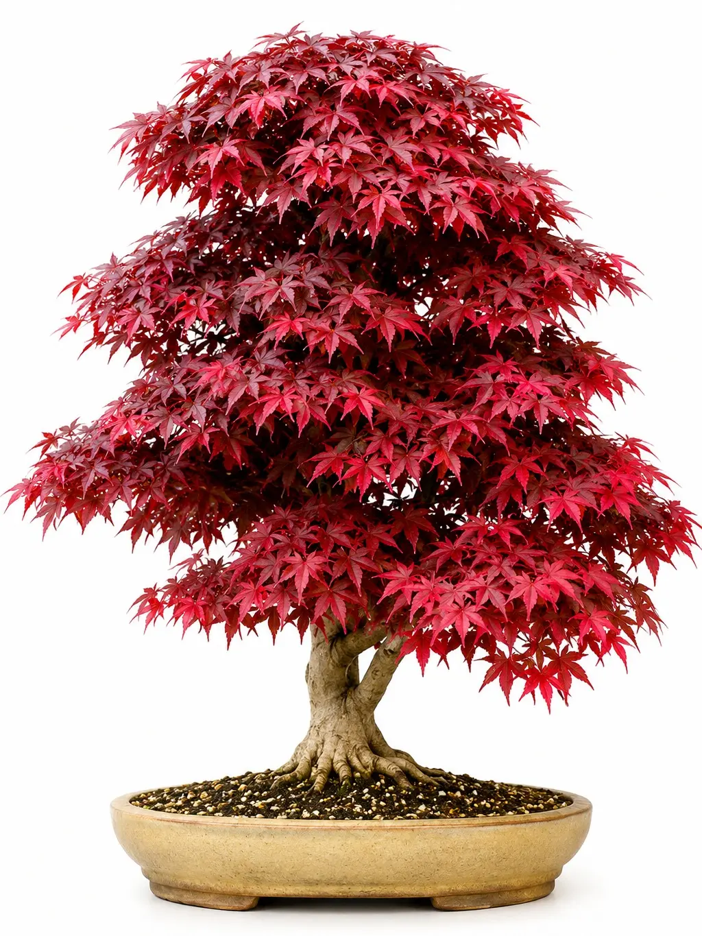 Japanese Red Maple Bonsai Tree Seeds – 30+ Seeds – Grow Your Own Ornamental Maple Bonsai – Brilliant Red Foliage