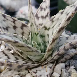 Aloe ‘Blizzard’