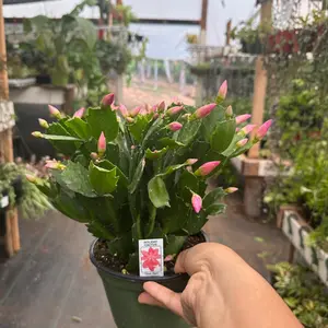 6” pot Thanksgiving Cactus