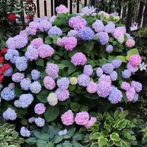 50pcs Hydrangea Seeds of Oversized Flower Ball Seeds with a Colorful Blend Suitable for Indoor and Outdoor Flower Seeds