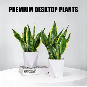 Snake Plant – Easy Care Air Purifying Indoor Plant for Home & Office Snake Plant – Easy Care Air Purifying Indoor Plant for Home & Office
