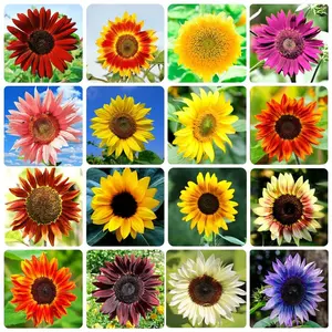 Sunflower Seeds for Planting Heirloom Non-GMO, Bulk Package of 15 Varieties Mix Seeds, Individually Packaged, Attracts Pollinators