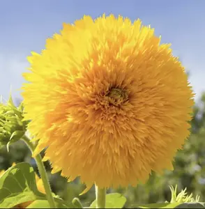 50 teddy bear sunflower seeds for planting. Non GMO Heritage Garden - Easy to Plant Planting Instructions - Great Horticultural Gift