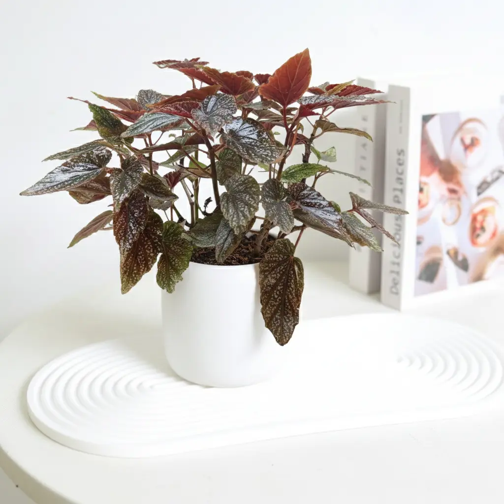 Begonia 'Corallina'