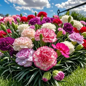 300pcs Perennial Mixed Carnation Seeds – Symbolic Blooms of Love & Grace for Home Gardens & DIY Flower Gifts