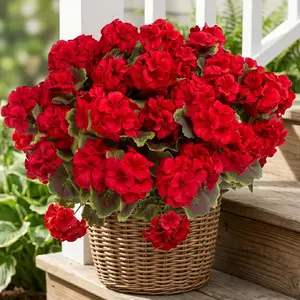 Summerwins 12 Red UV-Resistant Waterproof Artificial Geranium Bundles, Decorative Plastic Flower Ornaments for Indoor Room, Outdoor Courtyard, Ideal Wedding & Father's Day Gift for Hanging Pots, Porch, Window, Father's Day Gifts
