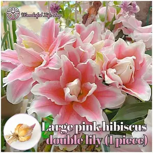 Pink Hibiscus Double Lily Bulb, Scented Double Lily Potted Bulbs with Flower Buds, suitable for most seasons, hardy perennial flowers, ideal for indoor and outdoor planting