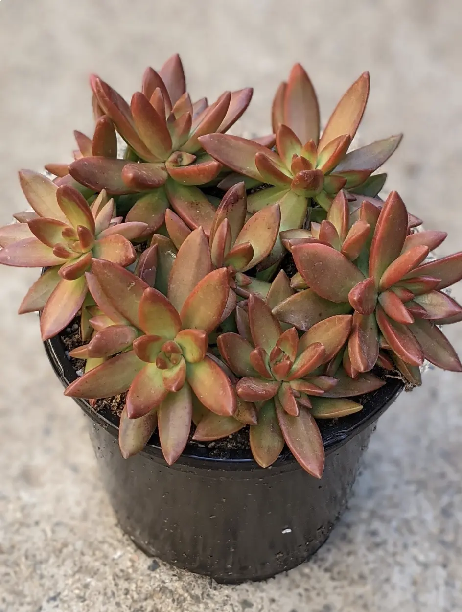 Sedum Firestorm, Yellow Orange Drought Tolerant Succulent (1 Gallon)