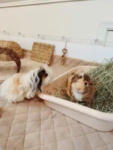 Guinea Pig Litterbox